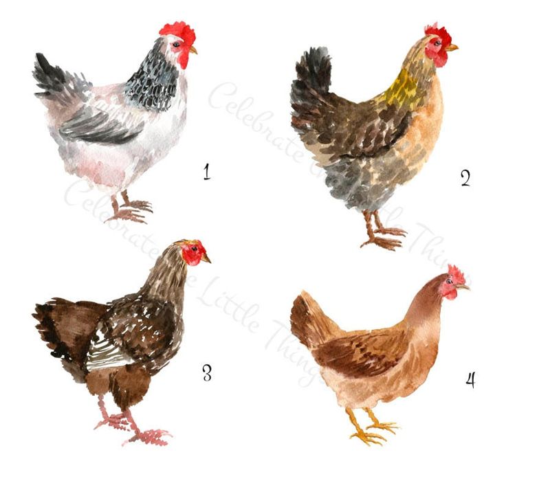 chicken note card set . personalized watercolor chickens notecards . farm, pet . folded stationery . set of 10