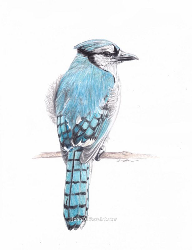 Blue Jay Bird Realistic Colored Pencil Drawing (NOT a print) 9 x 12