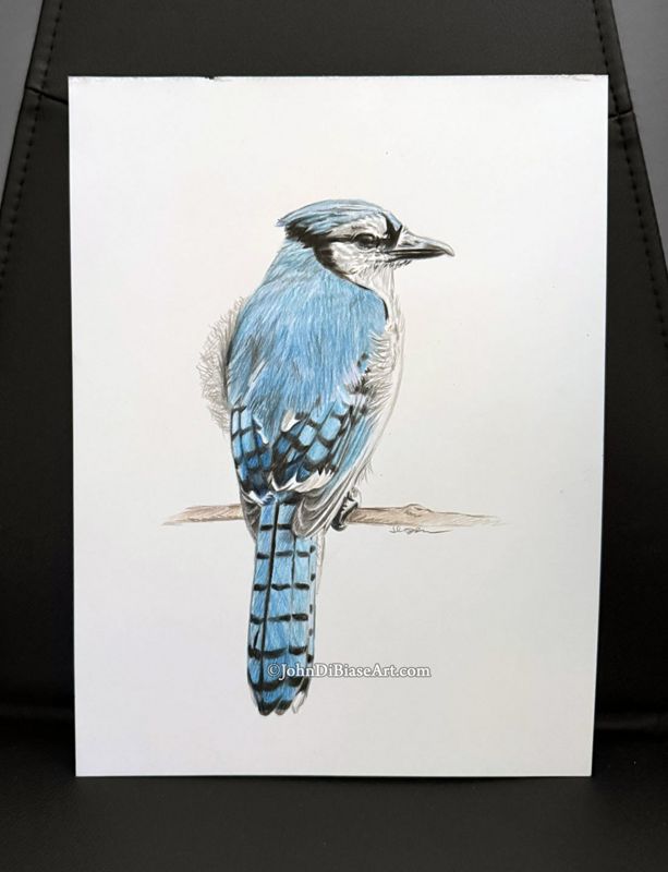 Blue Jay Bird Realistic Colored Pencil Drawing (NOT a print) 9 x 12
